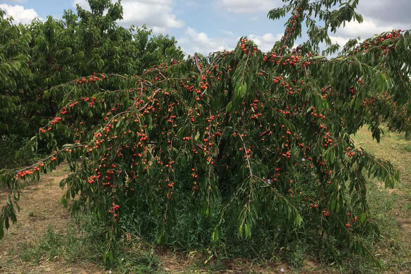 Черешневый сад в Херсонской области